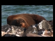 Seal. Click to view...